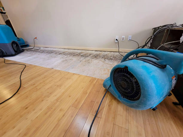 Professional Water Damage Repair technician working in Denton, MD